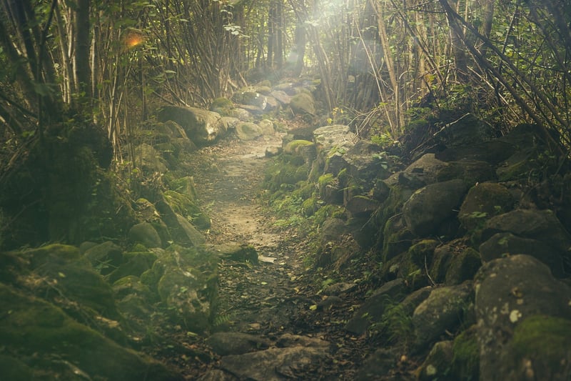 Whispering Forest