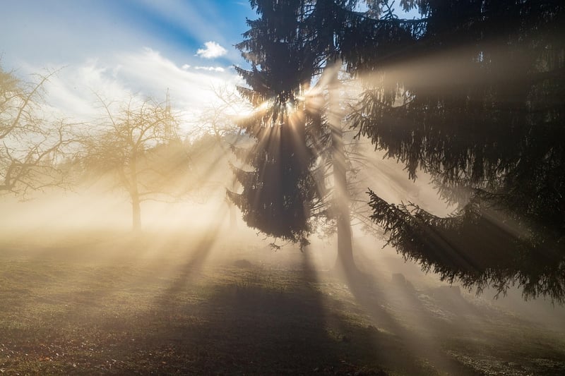 Forest